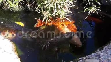日本鲤鱼在池塘，较大的鱼在池塘，观赏池塘。 装饰的亮鱼漂浮在池塘里